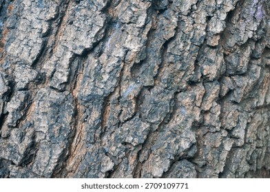 Embossed texture of brown tree bark with termite trails in the gaps. Expanded circular panorama of oak bark.