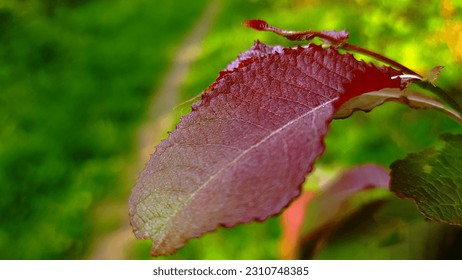Embrace the autumnal charm of leaves donning hues of pink, green, and burgundy, a stunning fusion of colors that evokes a sense of warmth and tranquility - Shutterstock ID 2310748385