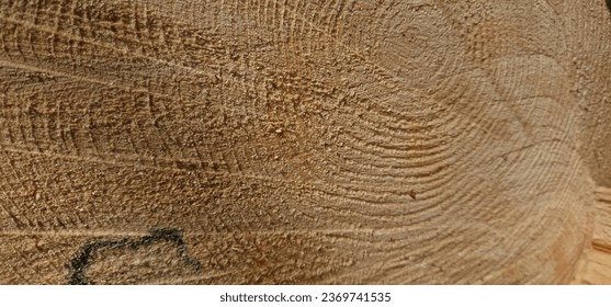 Embraced by warm autumn sunlight, a pine stump with its intricate annual rings takes center stage in this detailed close-up. An ideal background for a rustic design project - Shutterstock ID 2369741535