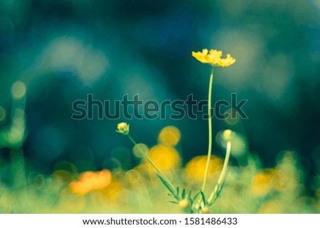 Similar – Image, Stock Photo On the way in the garden IV