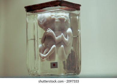 embryo