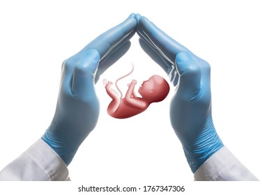 Embryo between two palms on white isolated background. In vitro fertilization. Concept
