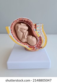 Embryo Model Fetus For Classroom Education Closeup. IVF And Surrogacy Concept