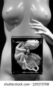 Embryo Model On The Background Of Woman Phantom In Medical Museum; Monochrome