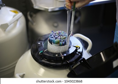 An embryologist pulls out of the dewar with liquid nitrogen straws with frozen embryos and egg cells
