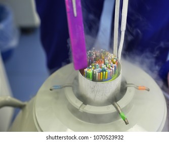 Embryologist pulls out of the dewar with straws with frozen embryos, sperm and oocytes  in cryobank
