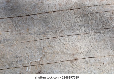 Emerald Ash Borer Damage Beneath The Bark Of A Dead Ash Tree