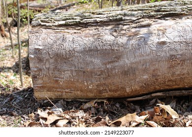 Emerald Ash Borer Damage On A Mature Tree Trunk