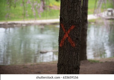 Emerald Ash Borer Damage, Tree Marked To Be Cut Down. 