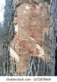 Emerald Ash Borer Damage The Ash Trees