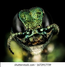 Emerald Ash Borer Destroyer Of Ash, Beautiful Buprestid Beetle. Like Alien Eye