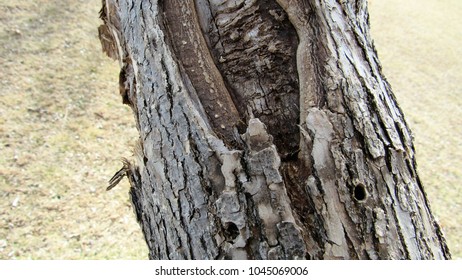 Emerald Ash Borer Drill Holes In The Trunk Of An Ash Tree