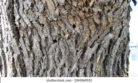 Emerald Ash Borer Drill Holes In The Trunk Of An Ash Tree