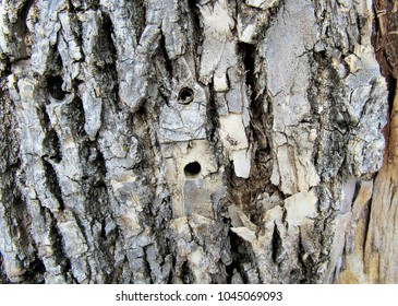 Emerald Ash Borer Drill Holes In The Trunk Of An Ash Tree