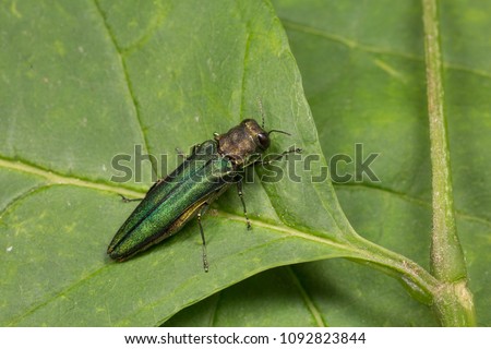 Emerald Ash Borer Sitting on a Leaf