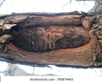 Emerald Ash Borer Trail In Green Ash Tree