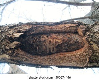 Emerald Ash Borer Trail In Green Ash Tree