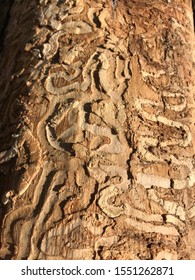 Emerald ash borer wood damage