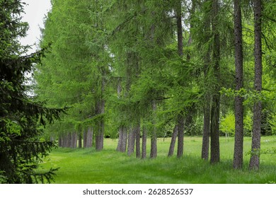 Emerald Bloom of Spring Forest Nature s Reawakening