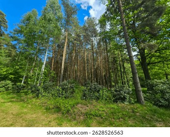Emerald Bloom of Spring Forest Nature s Reawakening
