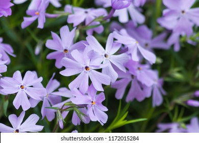 Emerald Blue Creeping Phlox Purple Flowering Stock Photo 1172015284 ...