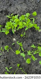 Emerald cilantro sprigs push through earthy canvas, flavorsome whispers of Cinco de Mayo zest and permaculture balance in harmony