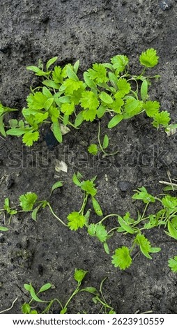 Emerald cilantro sprigs push through earthy canvas, flavorsome whispers of Cinco de Mayo zest and permaculture balance in harmony