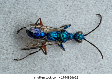 Emerald Cockroach Wasp Insect Isolated