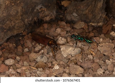 Emerald Cockroach Wasp Or Jewel Wasp (Ampulex Compressa).