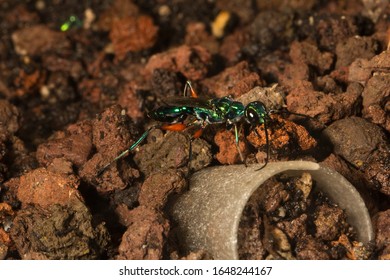 Emerald Cockroach Wasp Or Jewel Wasp (Ampulex Compressa).