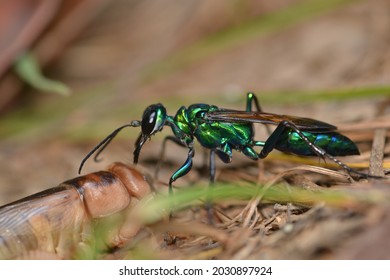 Emerald Cockroach Wasp Or Jewel Wasp With Prey