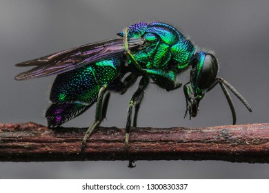 Emerald Cuckoo Wasp