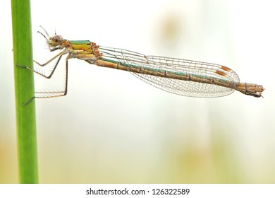Emerald Damselfly