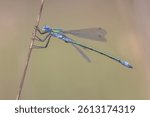 Emerald Damselfly or Common Spreadwing (Lestes sponsa) is a Damselfly with a wide Palaearctic distribution. Wildlife Scene of Nature in Europe