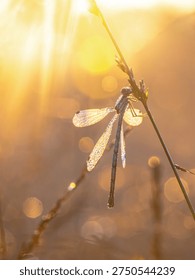 Emerald Damselfly or Common Spreadwing (Lestes Sponsa) resting on Grass covered in Dew Drops with Flare at Sunrise. Wildlife Scene of Nature in Europe.
