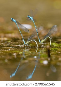 Emerald Damselfly or Common Spreadwing (Lestes sponsa) is a Damselfly with a wide Palaearctic distribution. Wildlife Scene of Nature in Europe, synchronized swimming, dragonfly laying eggs in the water vegetation, Detailed closeup on a blue-tailed damselfly, Ischnura elegans sitting on a straw of grass, emerald damselfly mating at the water surface, mating dragonfly at the water vegetation, laying eggs in the water vegetation, dragonfly mating