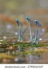 Emerald Damselfly or Common Spreadwing (Lestes sponsa) is a Damselfly with a wide Palaearctic distribution. Wildlife Scene of Nature in Europe, synchronized swimming, dragonfly laying eggs in the water vegetation, Detailed closeup on a blue-tailed damselfly, Ischnura elegans sitting on a straw of grass, emerald damselfly mating at the water surface, mating dragonfly at the water vegetation, laying eggs in the water vegetation, dragonfly mating