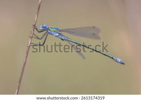 Emerald Damselfly or Common Spreadwing (Lestes sponsa) is a Damselfly with a wide Palaearctic distribution. Wildlife Scene of Nature in Europe