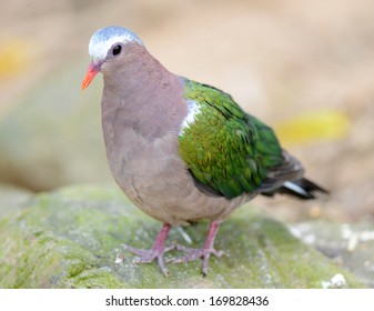 1,384 Emerald Dove Images, Stock Photos & Vectors 