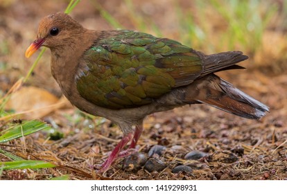 Emerald Dove On Norfolk Island Australia