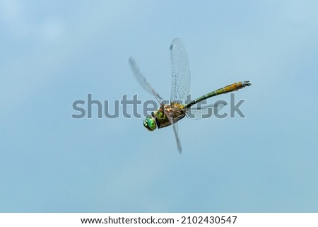 An emerald dragonfly (Cordulia aenea) in flight over water, sunny day in summer (Vienna, Austria)