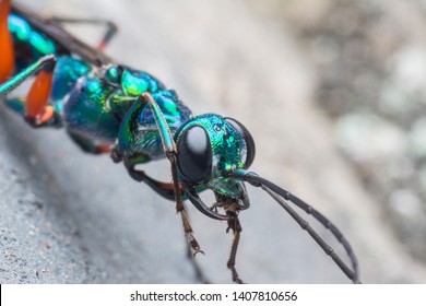 Emerald Green Cockroach Wasp Male