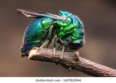 Emerald Green Cuckoo Wasp Sleeping