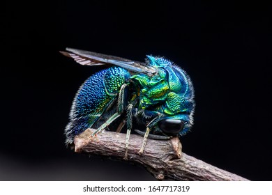 138 Emerald green cuckoo wasp Images, Stock Photos & Vectors | Shutterstock