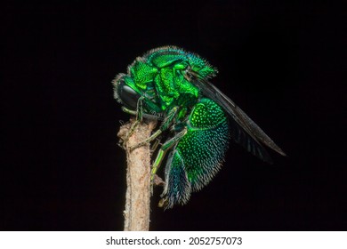 Emerald Green Cuckoo Wasp Sleeping