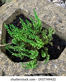 Emerald Green Heather Small Bush Planted In Concrete Block