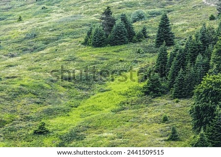Emerald green meadows dotted with pine trees slope gently in a tranquil mountain scene. Nature background, copy space. Uludag mountain hillside, Bursa, Turkiye (Turkey)