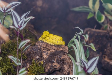 Emerald Green Python (Morelia viridis) curled up on rock with blurred background.