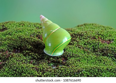 Emerald Green Snail Images Stock Photos Vectors Shutterstock