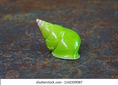 Emerald Green Snail Green Tree Snail Stock Photo Shutterstock